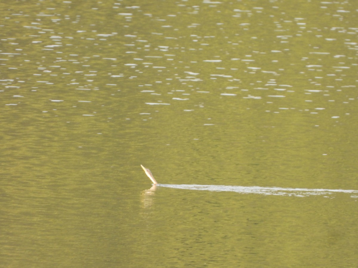 Oriental Darter - ML647354697