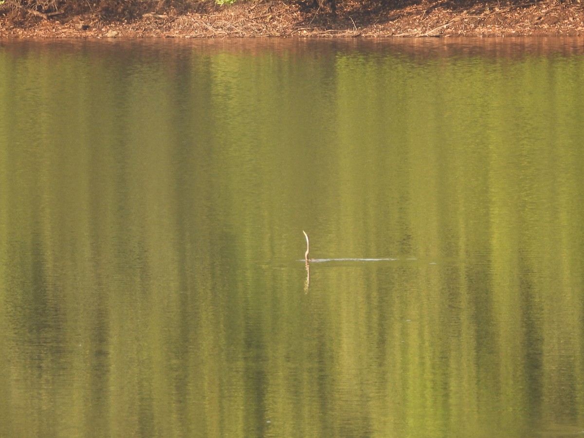 Oriental Darter - ML647354698