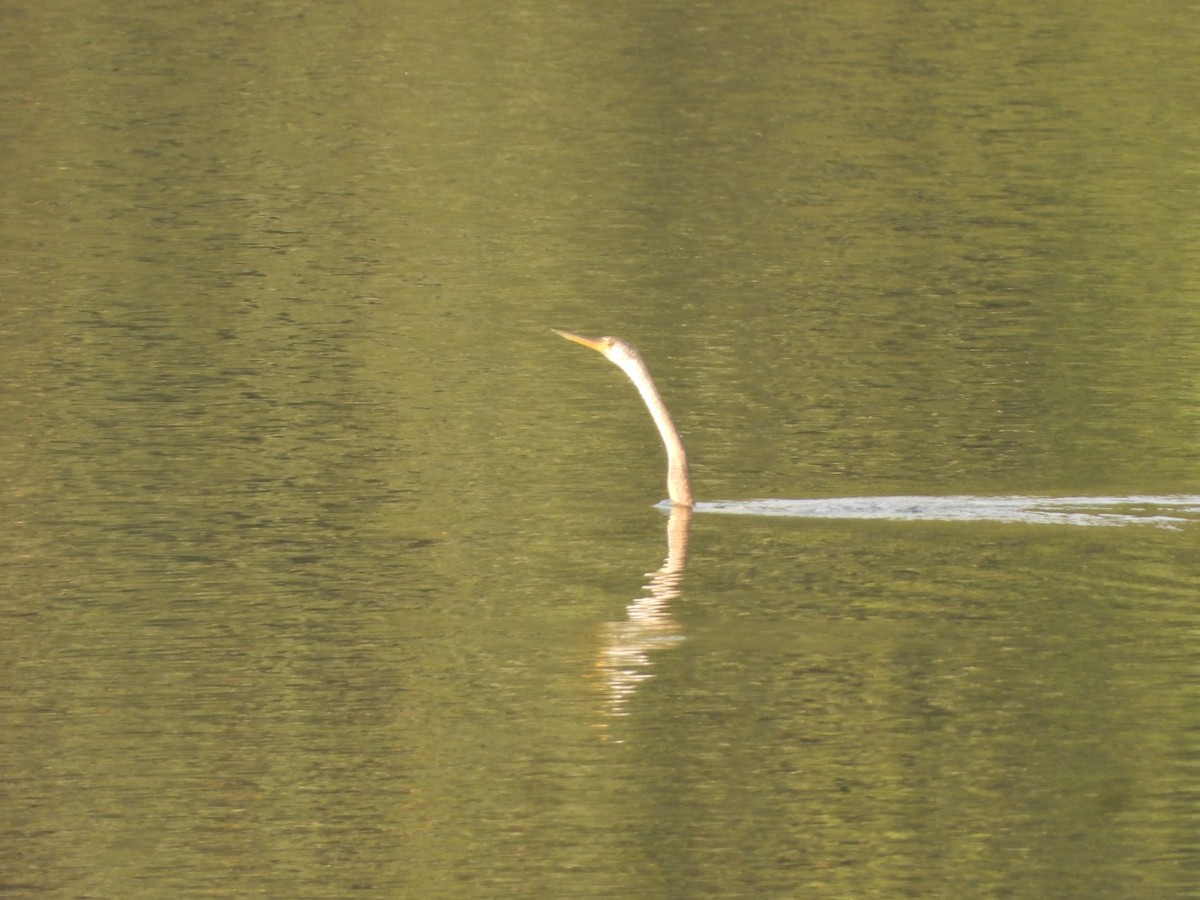 Oriental Darter - ML647354699