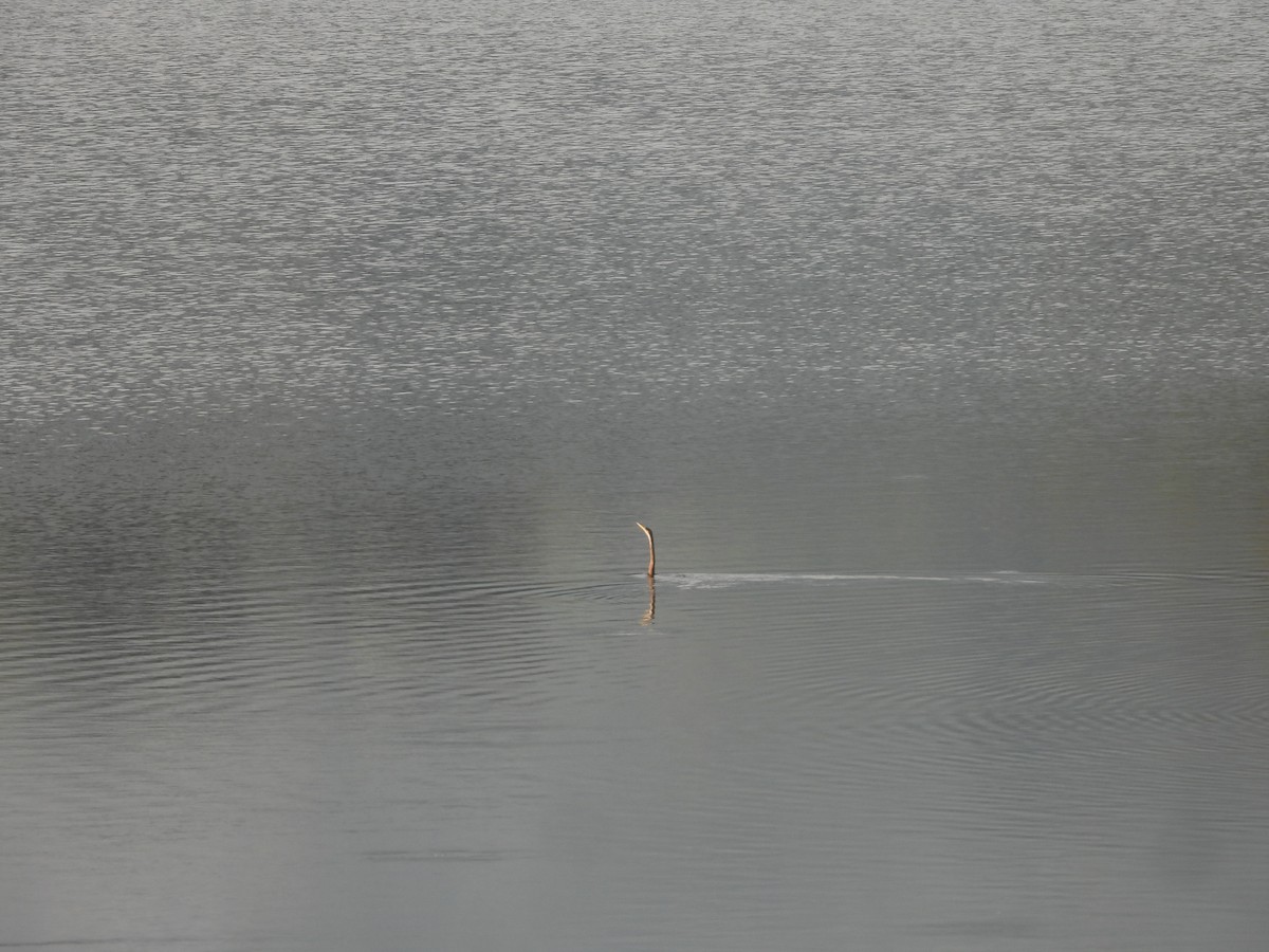 Oriental Darter - ML647354700