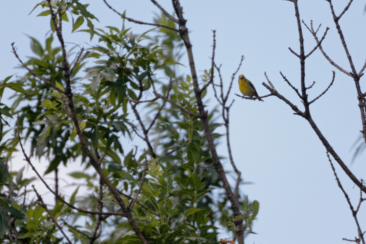 Txirriskila arrunta - ML647354708