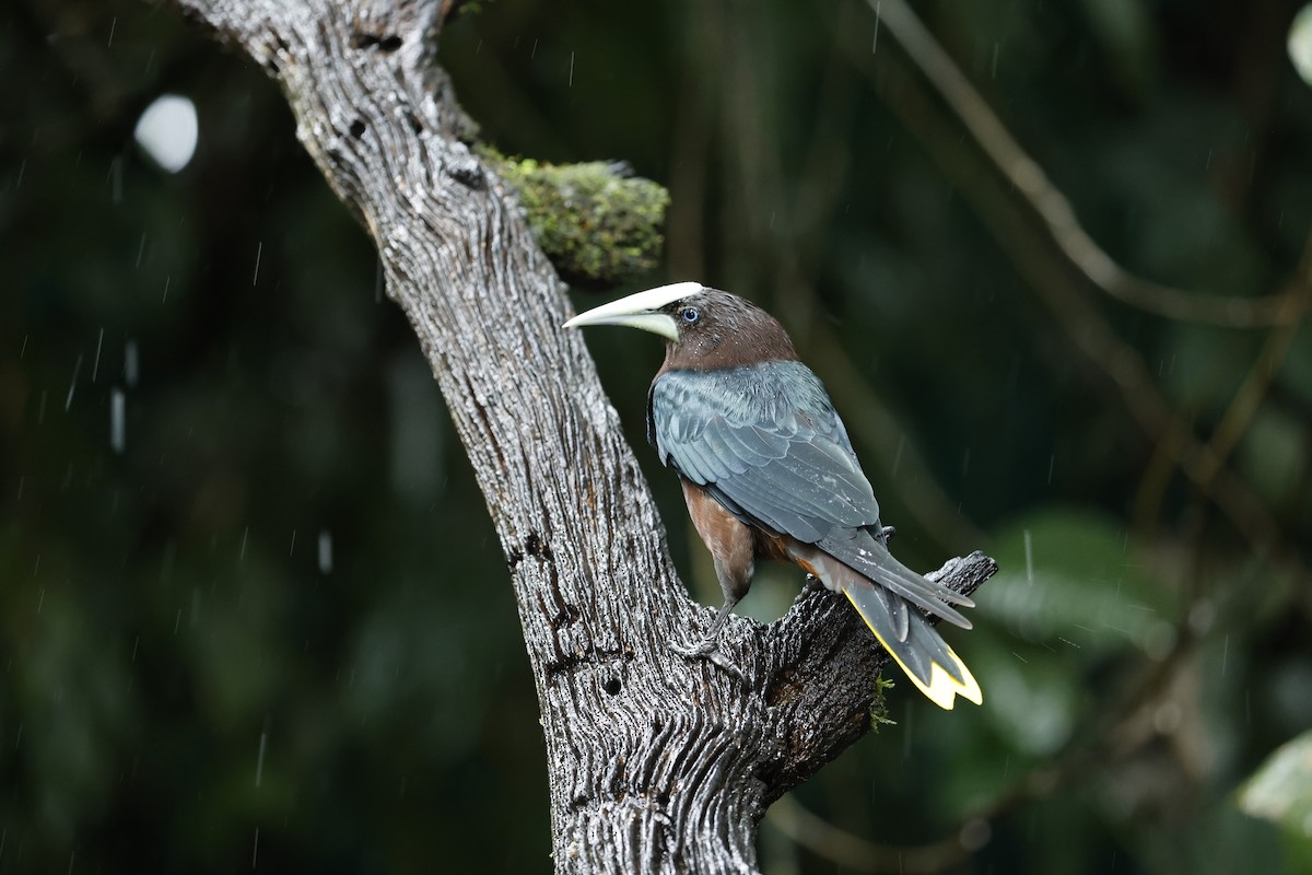 Chestnut-headed Oropendola - ML647354715
