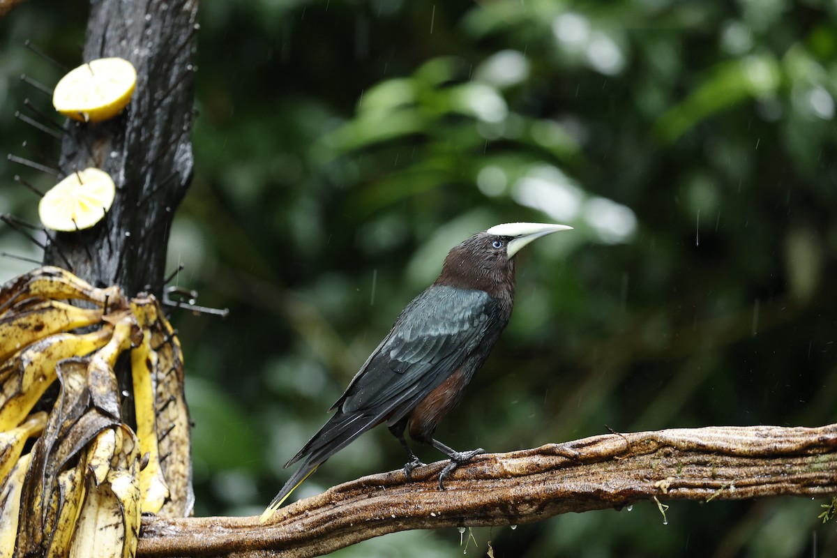Chestnut-headed Oropendola - ML647354719