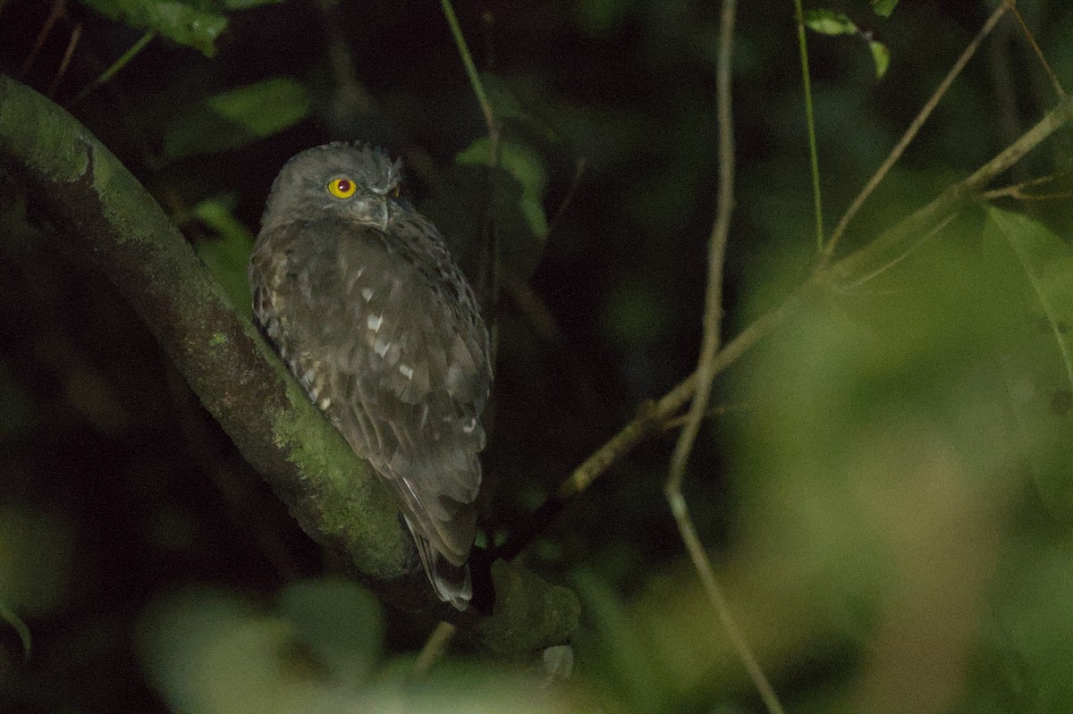 Brown Boobook - ML647354723