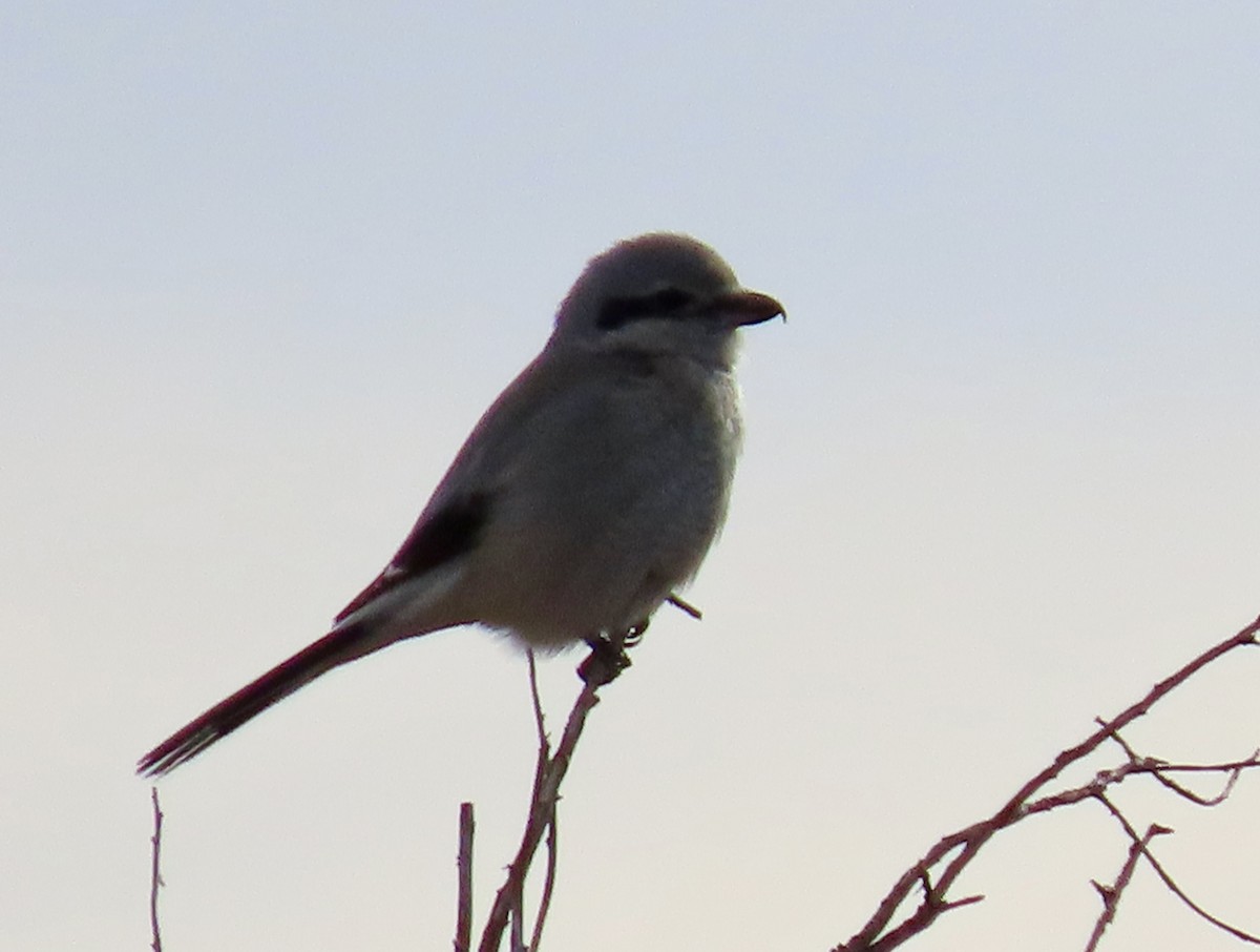 ťuhýk severní - ML647354733