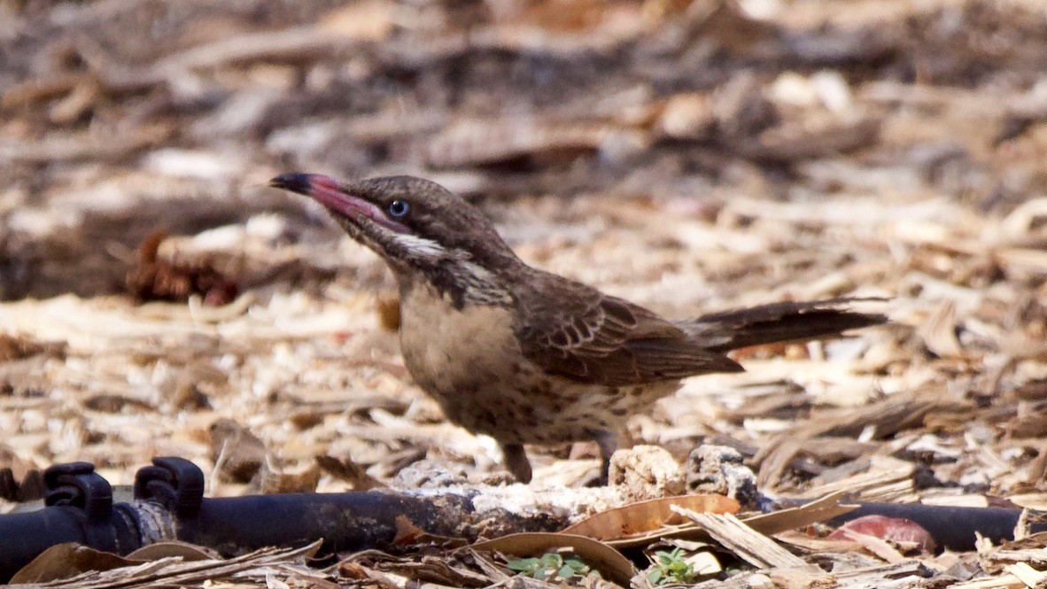 Diken Yanaklı Balkuşu - ML647354735