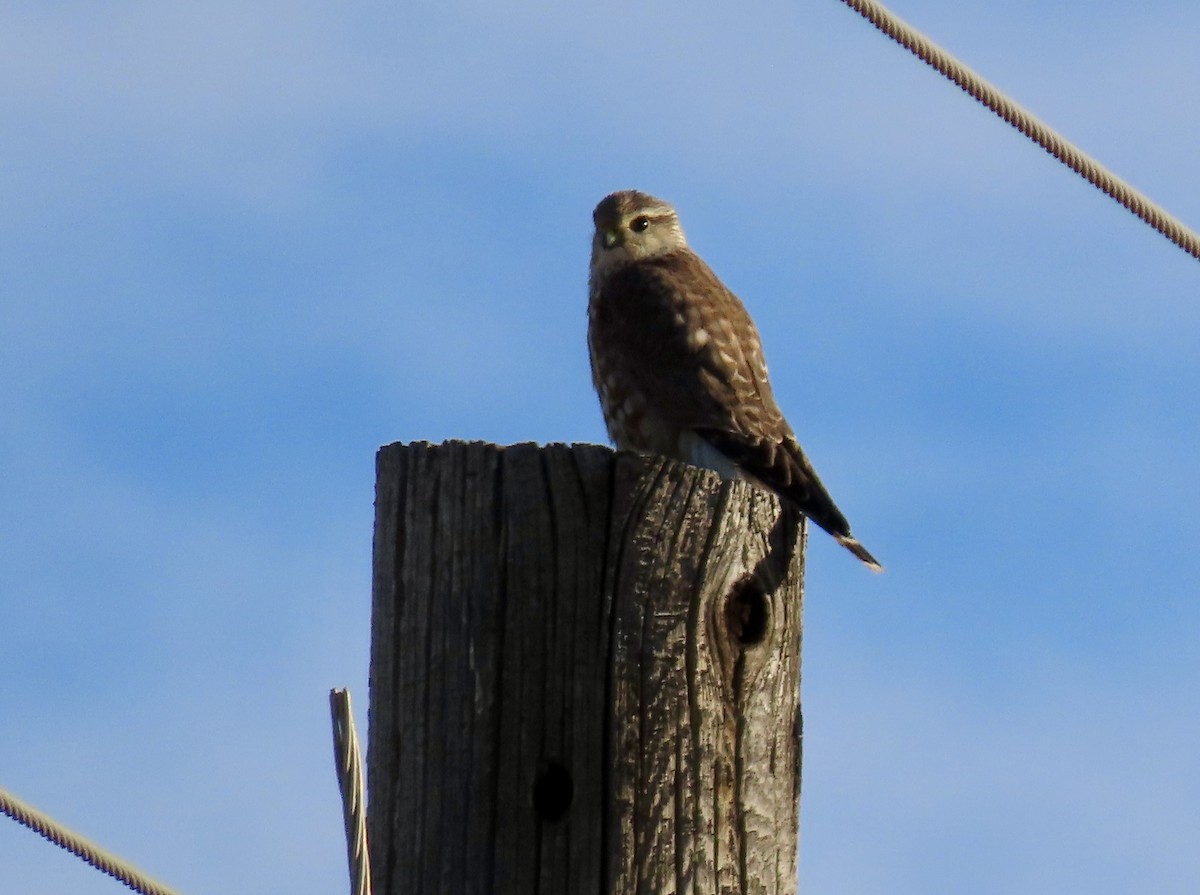 Merlin - ML647354743