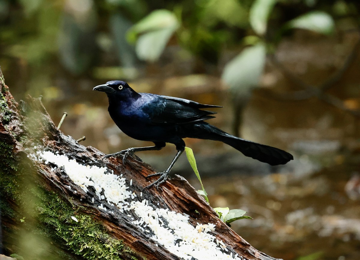 Great-tailed Grackle - ML647354746