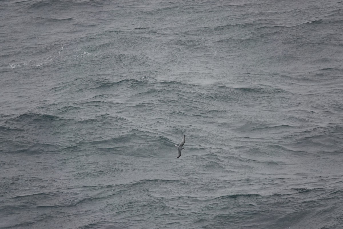 Голубой буревестник - ML647354761