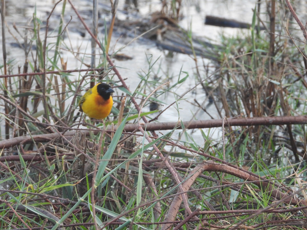 Black-headed Weaver - ML647354762