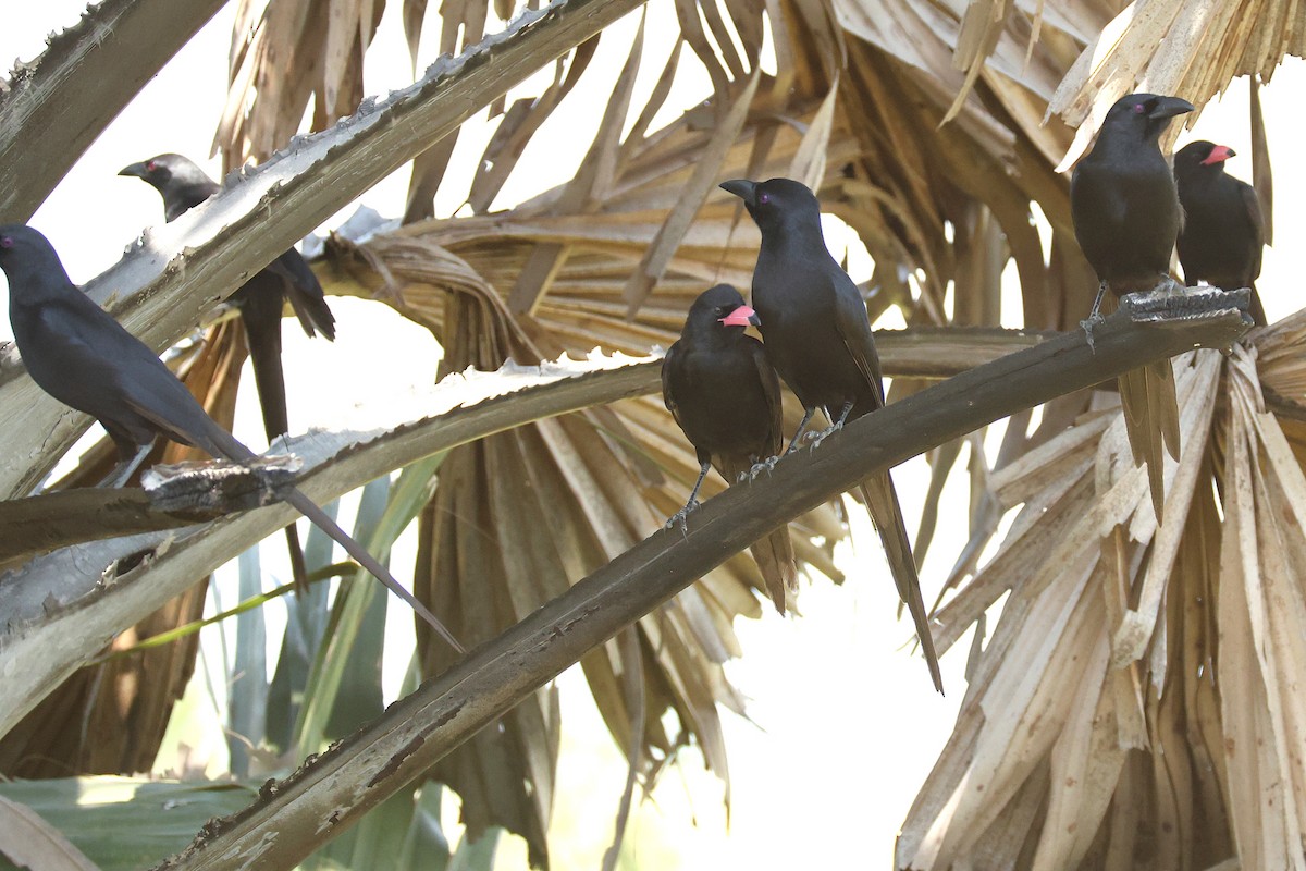 Африканская сорока - ML647354764