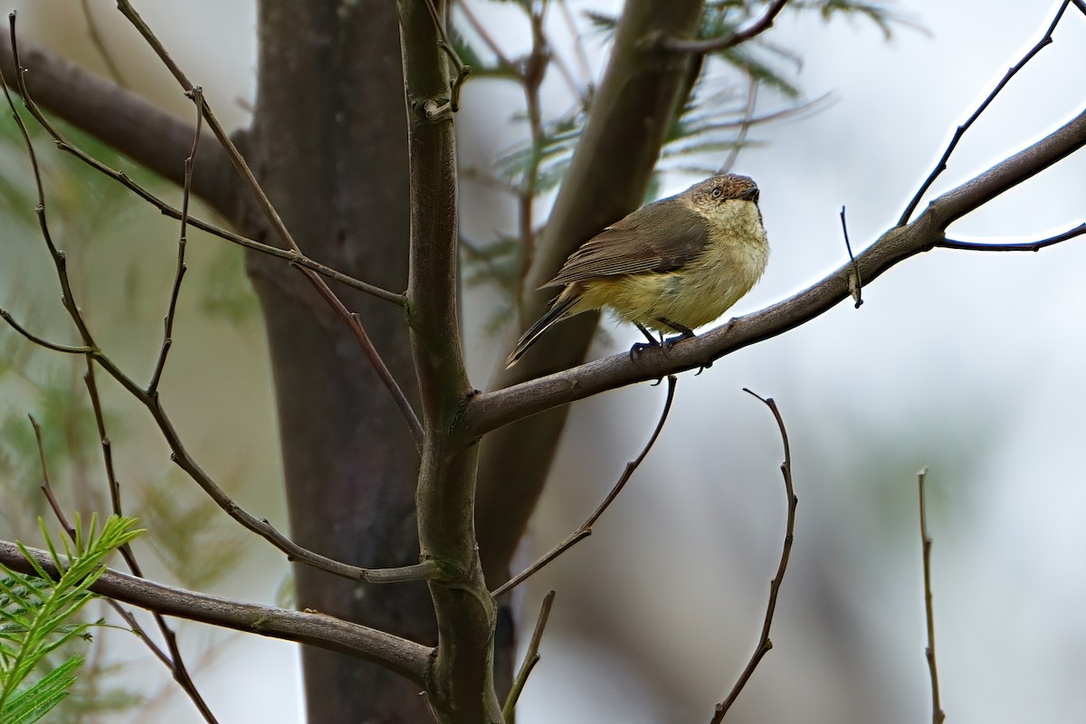 Buff-rumped Thornbill - ML647354768