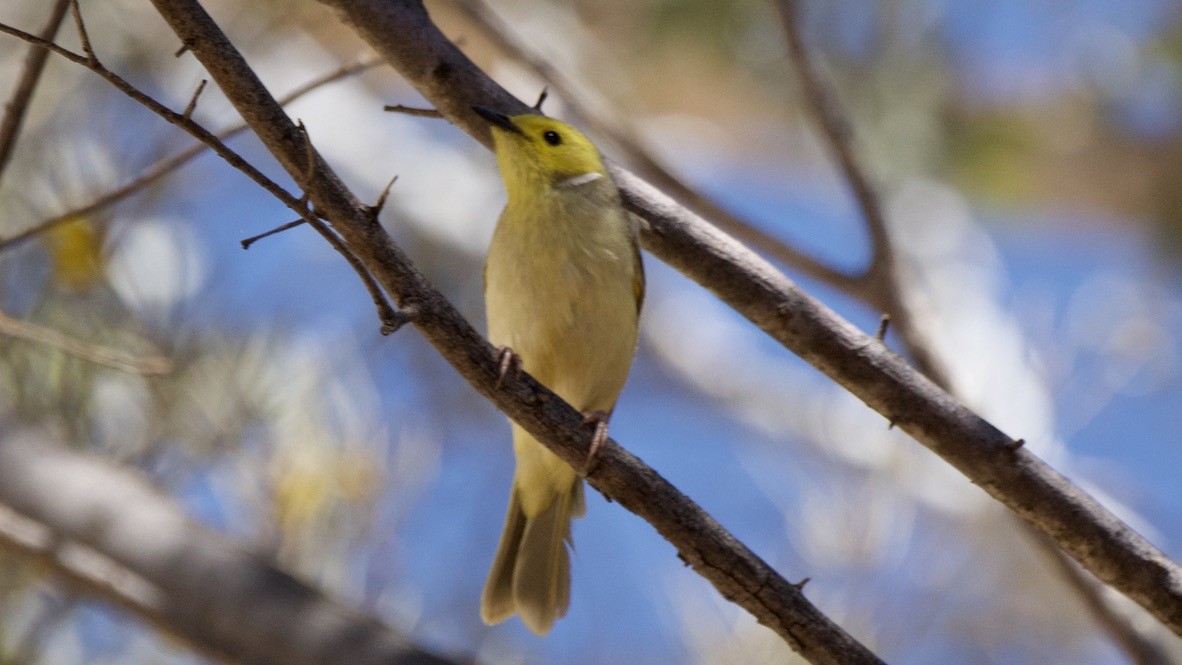 hvitsmykkehonningeter - ML647354789