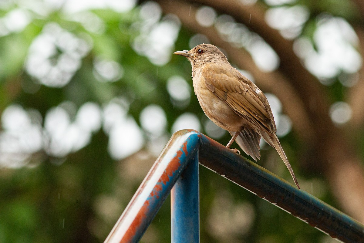 Pale-breasted Thrush - ML647354790