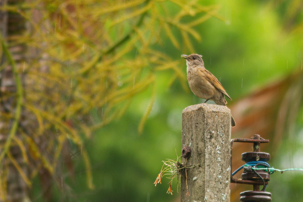 Pale-breasted Thrush - ML647354791