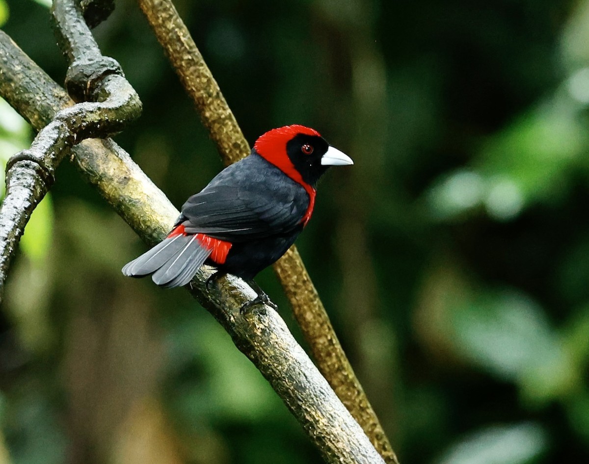 Crimson-collared Tanager - ML647354803