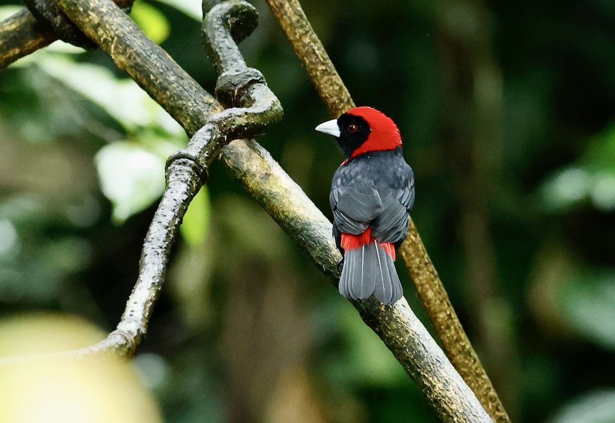 Crimson-collared Tanager - ML647354804