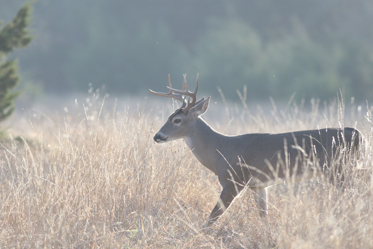 White-tailed Deer - ML647354810