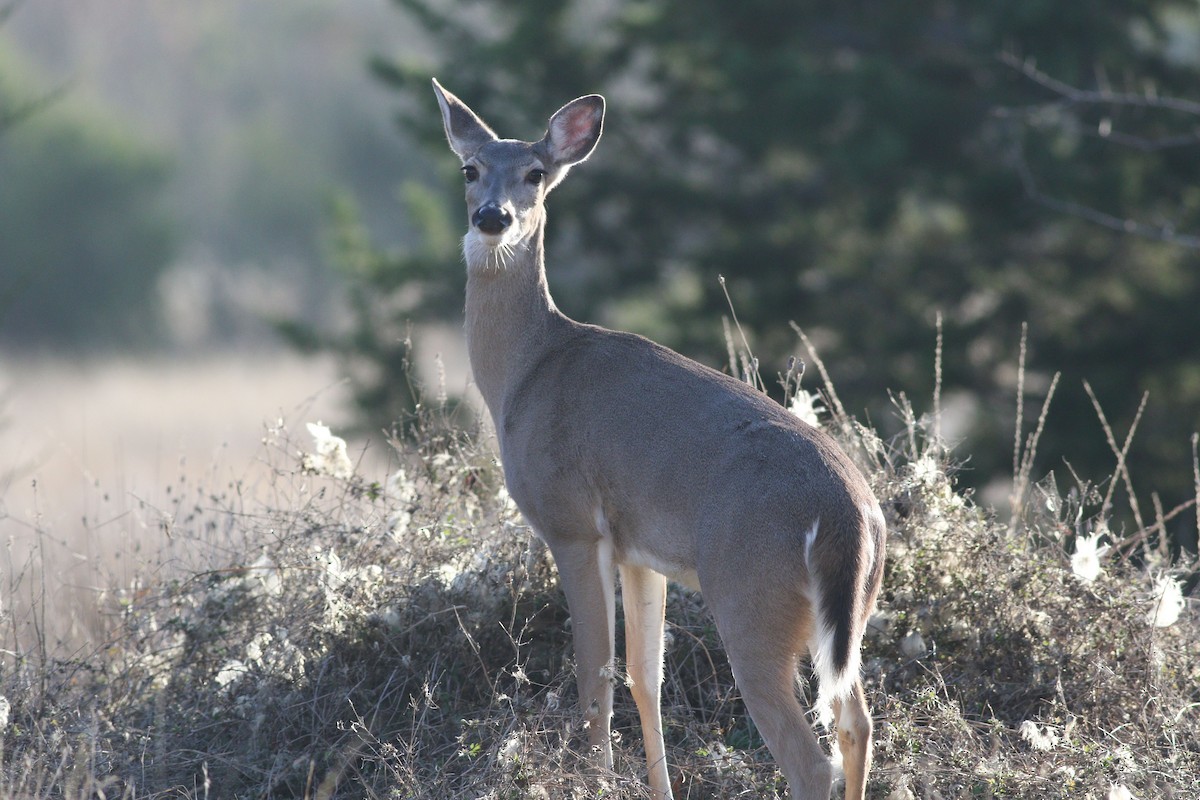 White-tailed Deer - ML647354812