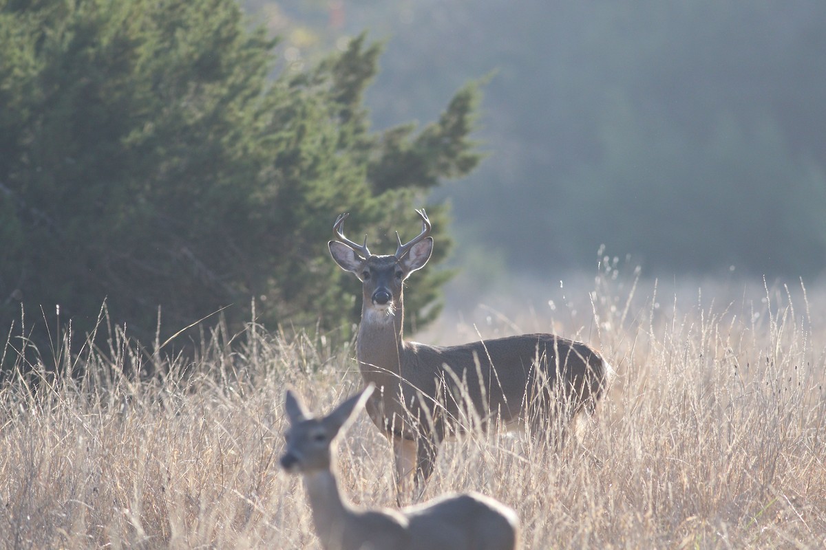 White-tailed Deer - ML647354813
