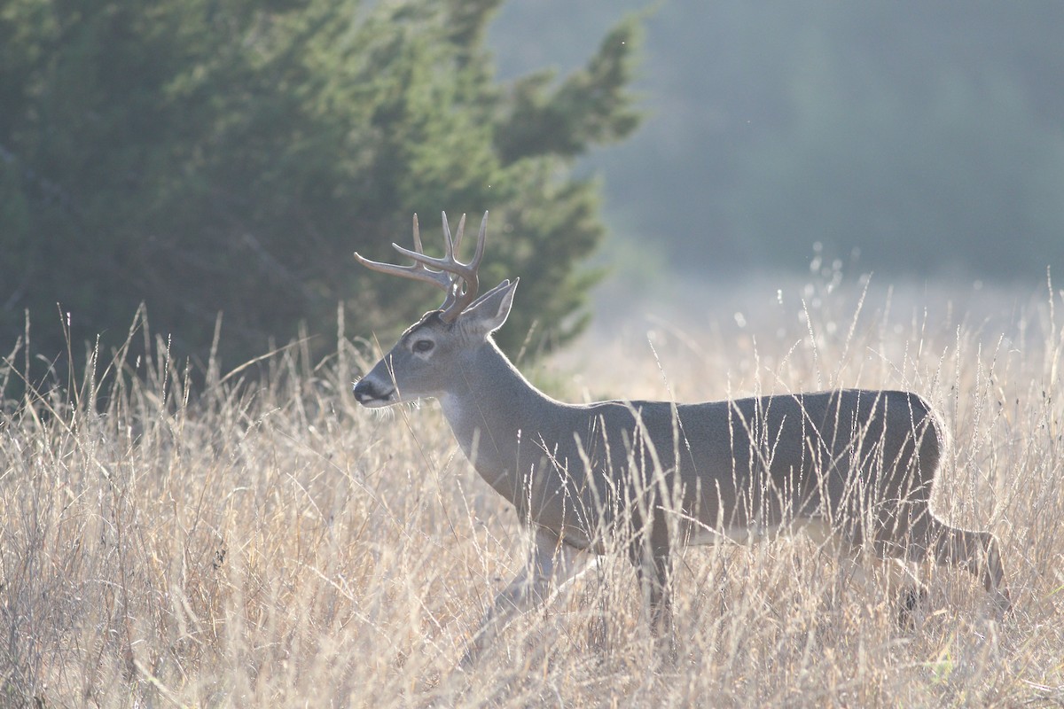 White-tailed Deer - ML647354814
