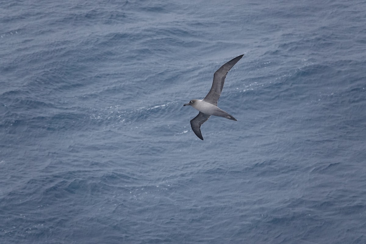 Light-mantled Albatross - ML647354816