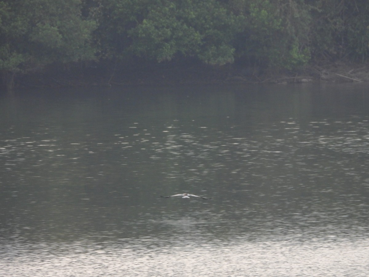 Oriental Darter - ML647354821