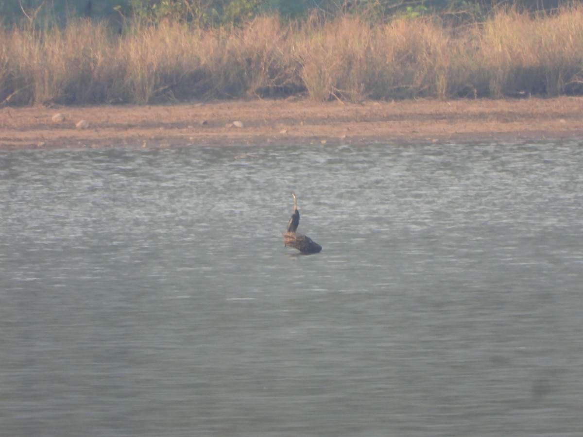 Oriental Darter - ML647354822