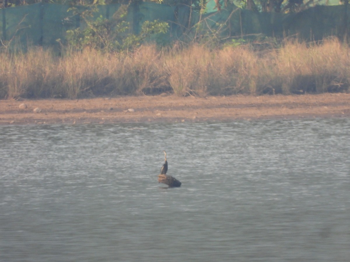 Oriental Darter - ML647354823