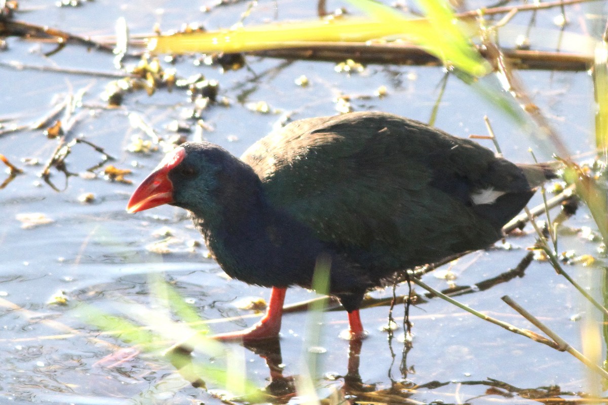 African Swamphen - ML647354824