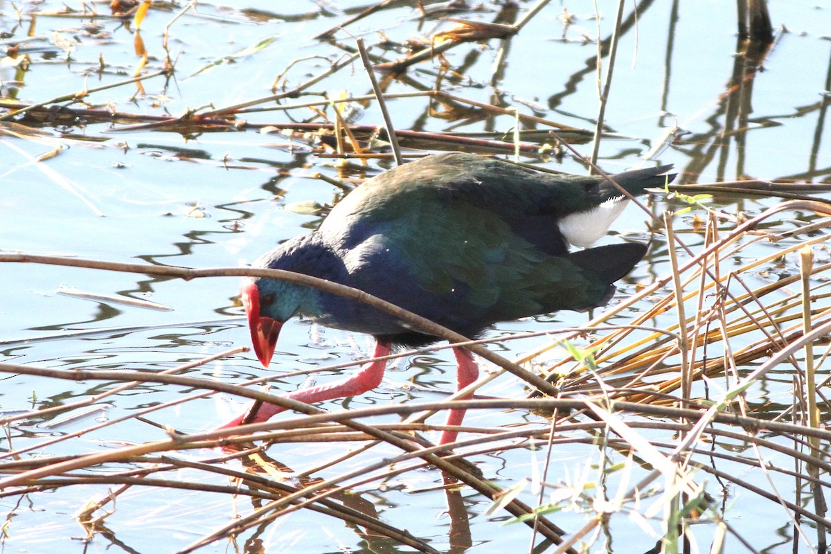 African Swamphen - ML647354825