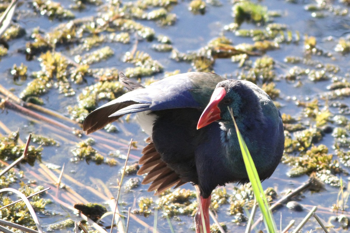 African Swamphen - ML647354826