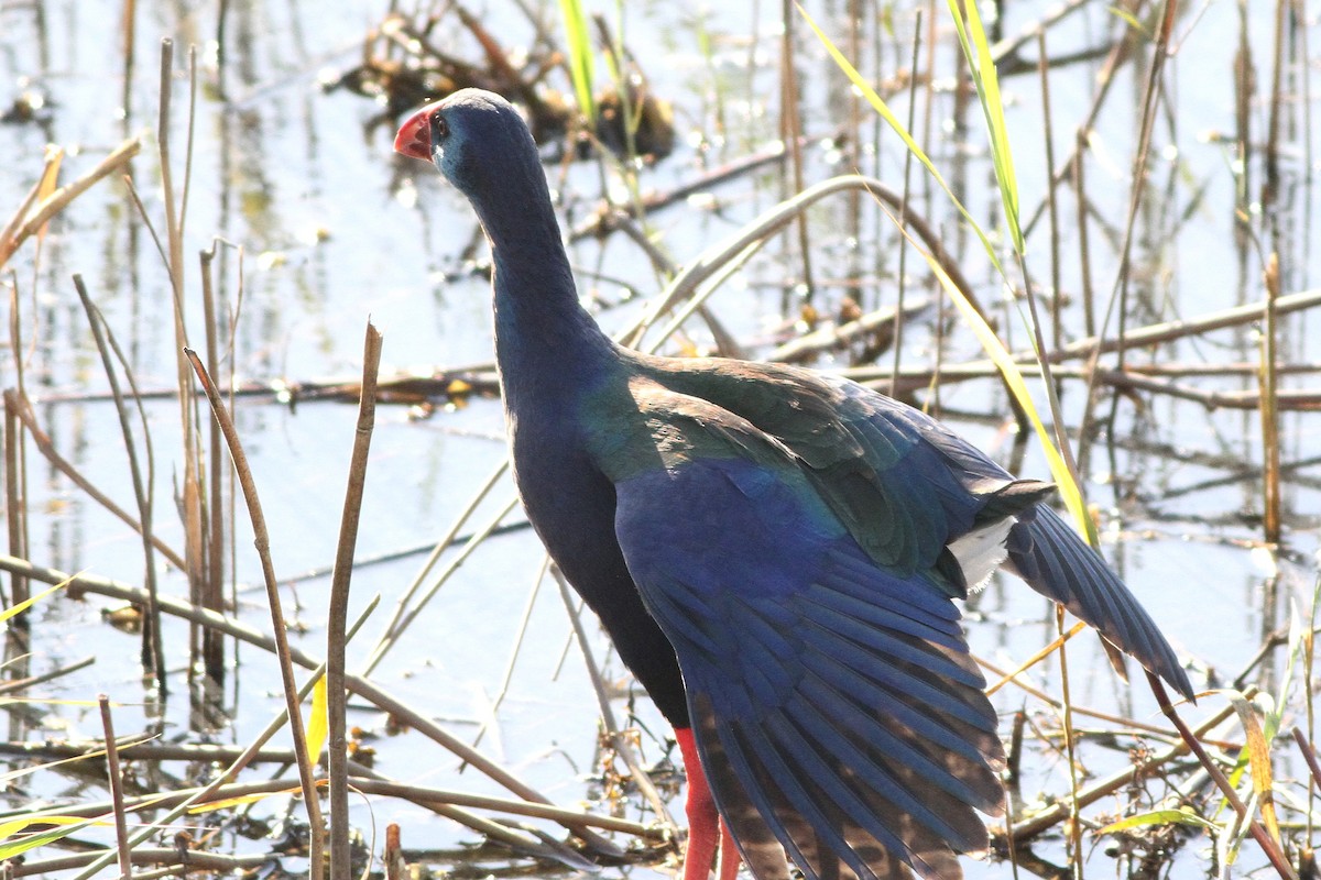 African Swamphen - ML647354827