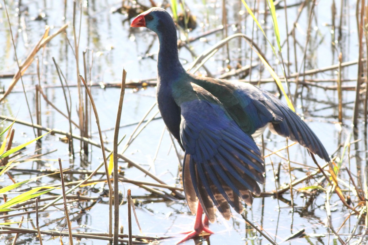 African Swamphen - ML647354828