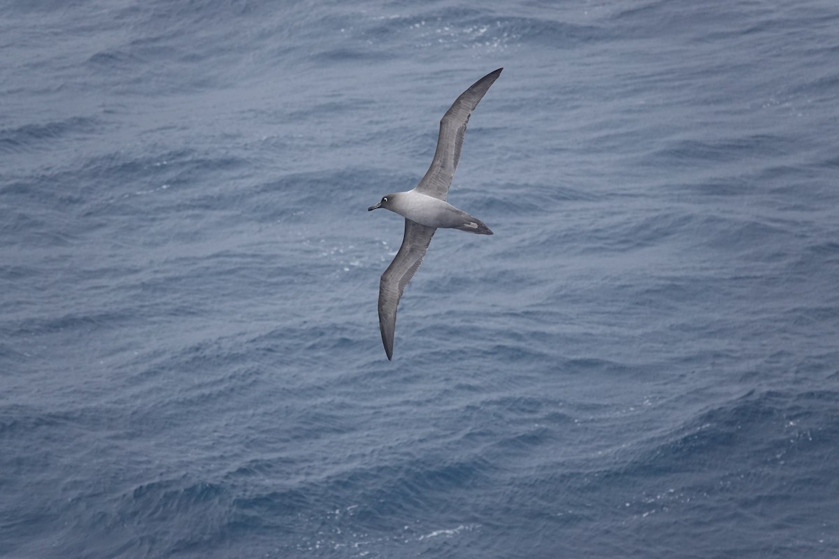 Light-mantled Albatross - ML647354829