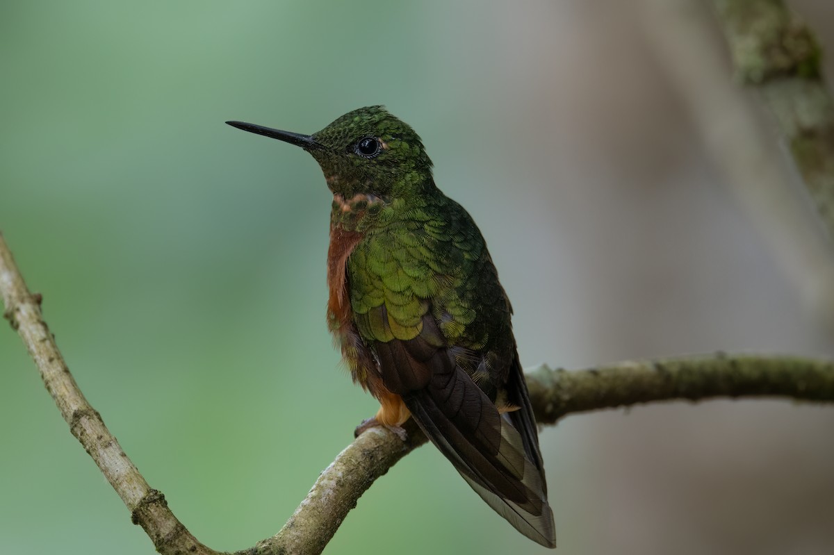 Chestnut-breasted Coronet - ML647354834
