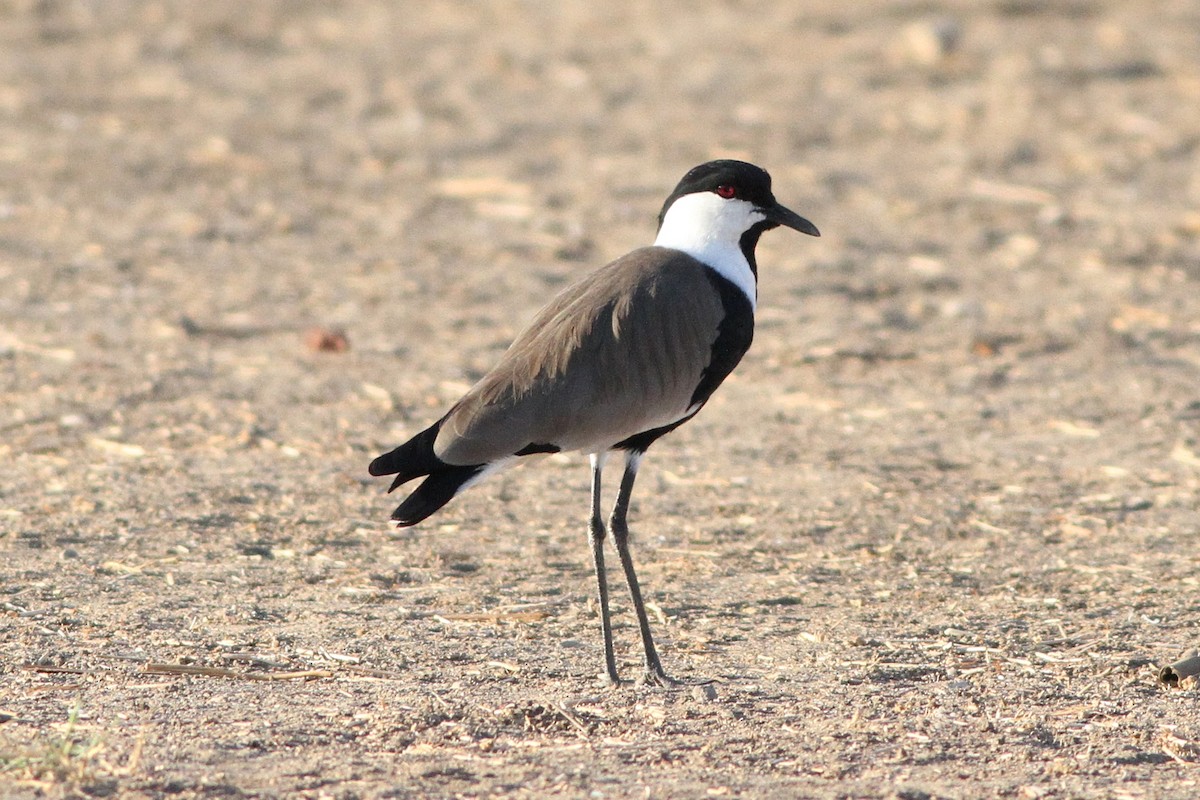 Spur-winged Lapwing - ML647354838