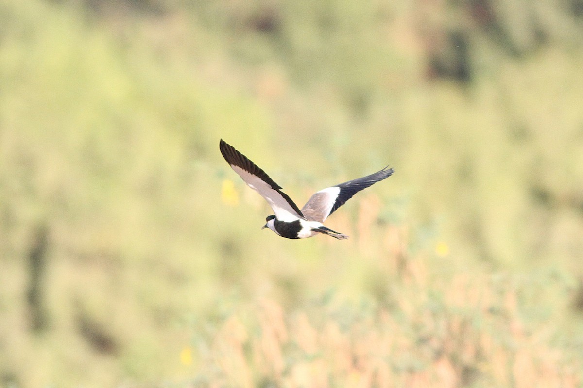 Spur-winged Lapwing - ML647354839