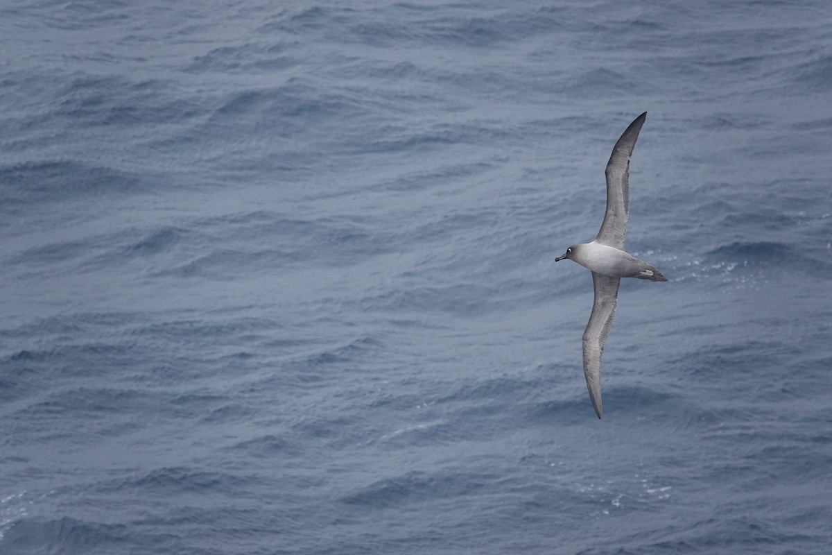 Light-mantled Albatross - ML647354840