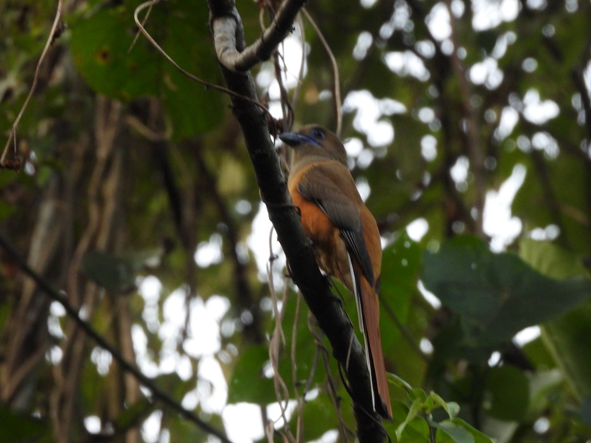 Trogon de Malabar - ML647354851