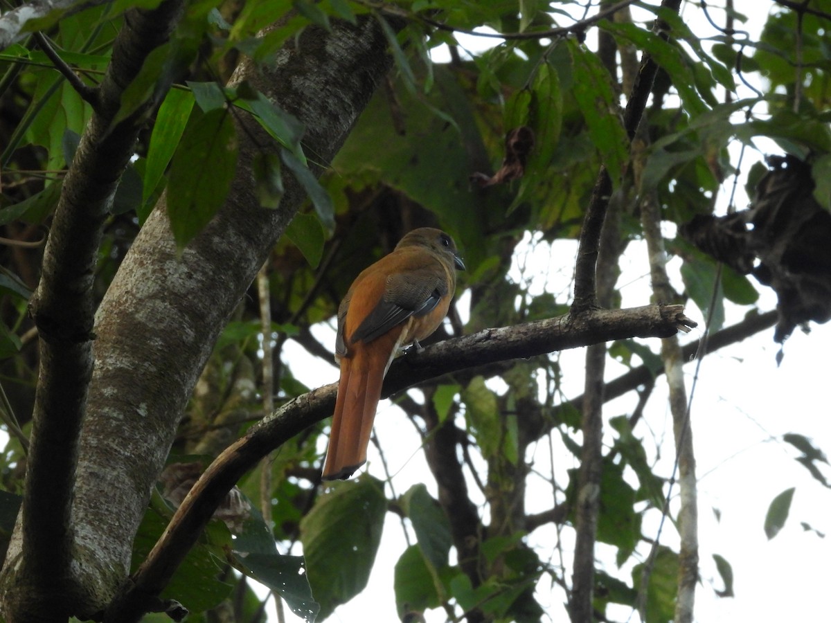 Trogon de Malabar - ML647354852