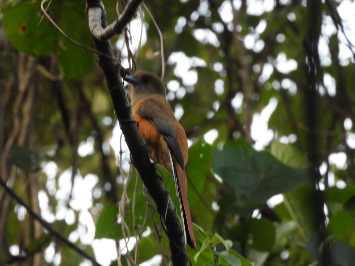 Trogon de Malabar - ML647354855