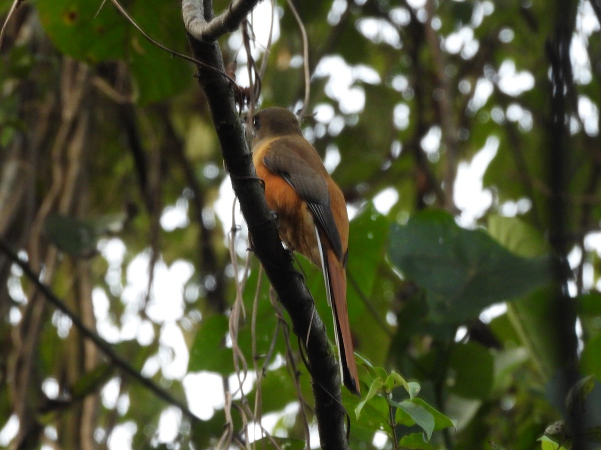 Trogon de Malabar - ML647354856