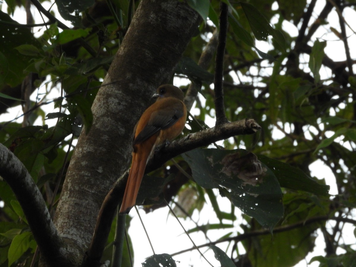 Trogon de Malabar - ML647354857