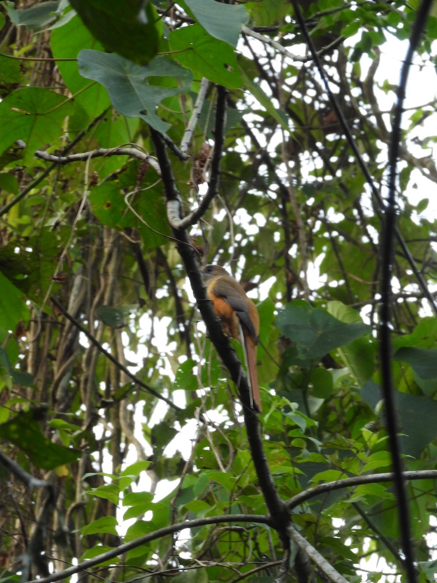 Trogon de Malabar - ML647354858