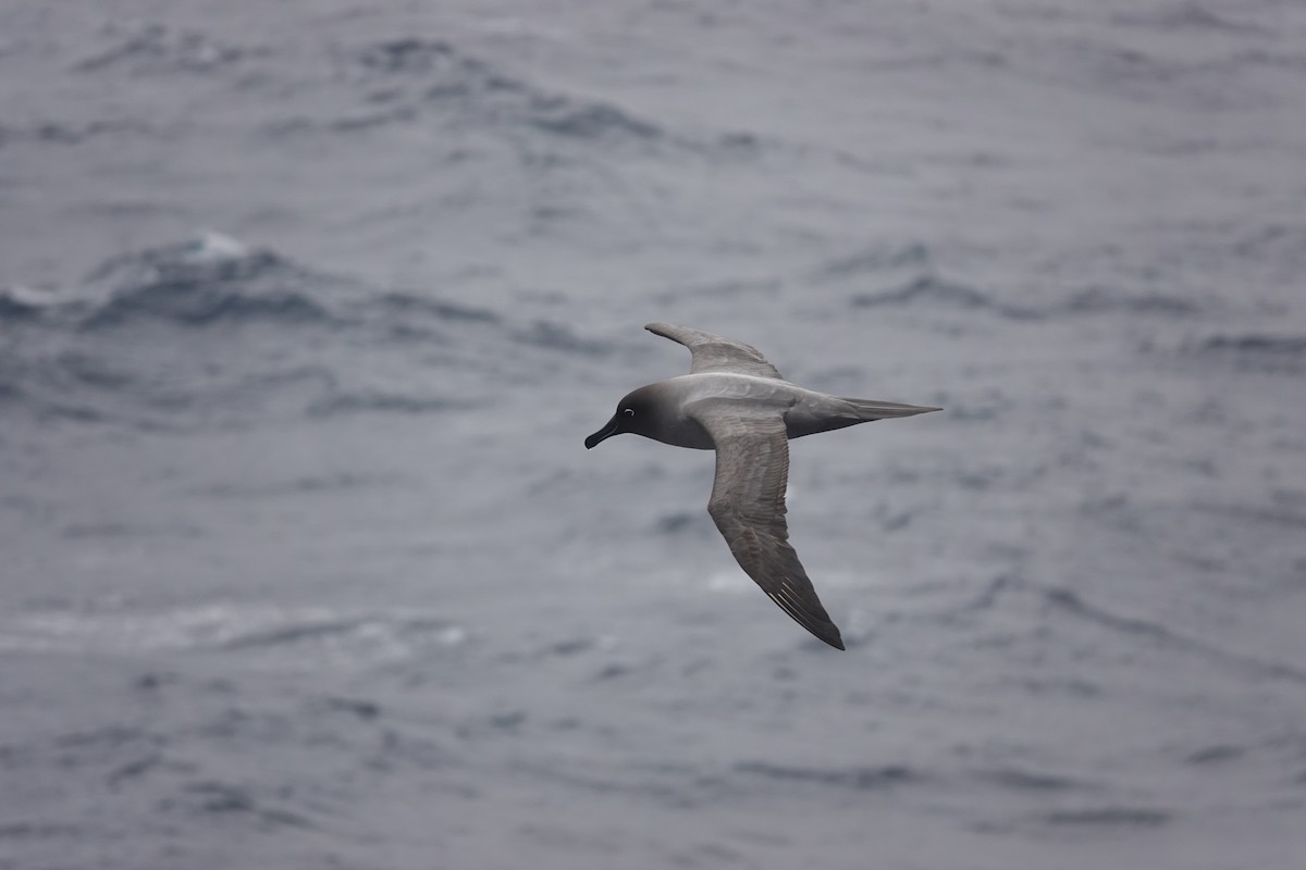 Light-mantled Albatross - ML647354859