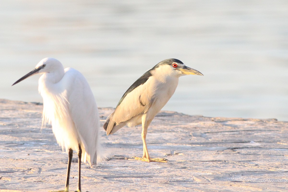 Black-crowned Night Heron - ML647354861