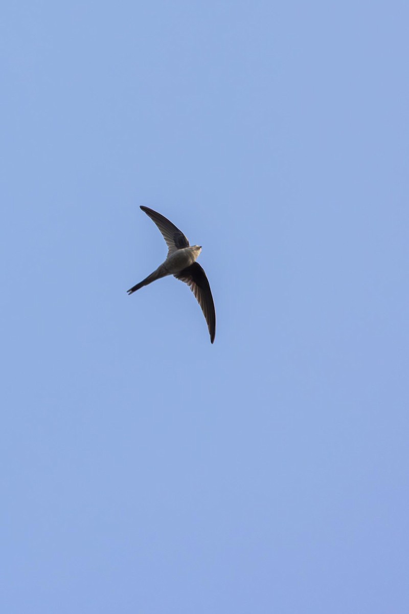 Asian Palm Swift - ML647354866