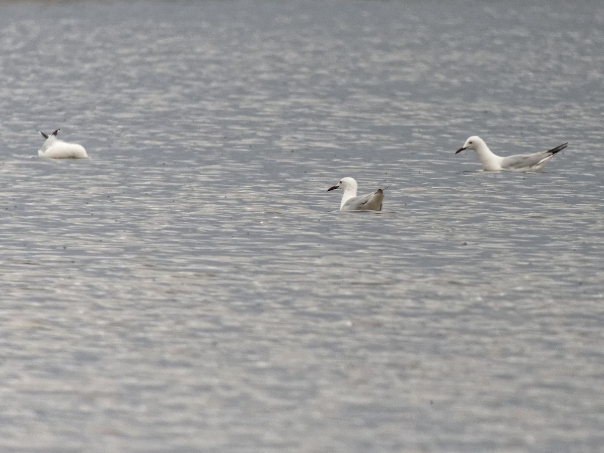 Морской голубок - ML647354871