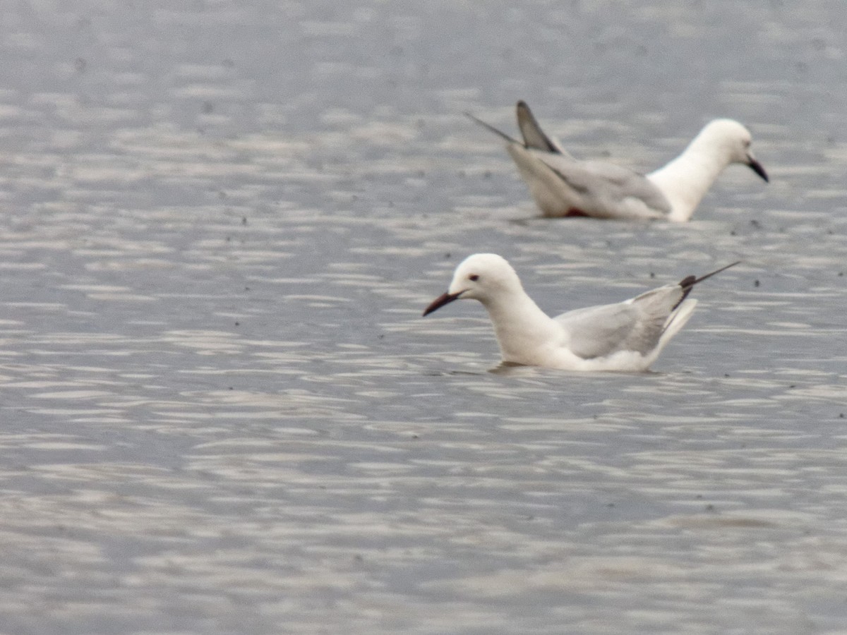 Морской голубок - ML647354872